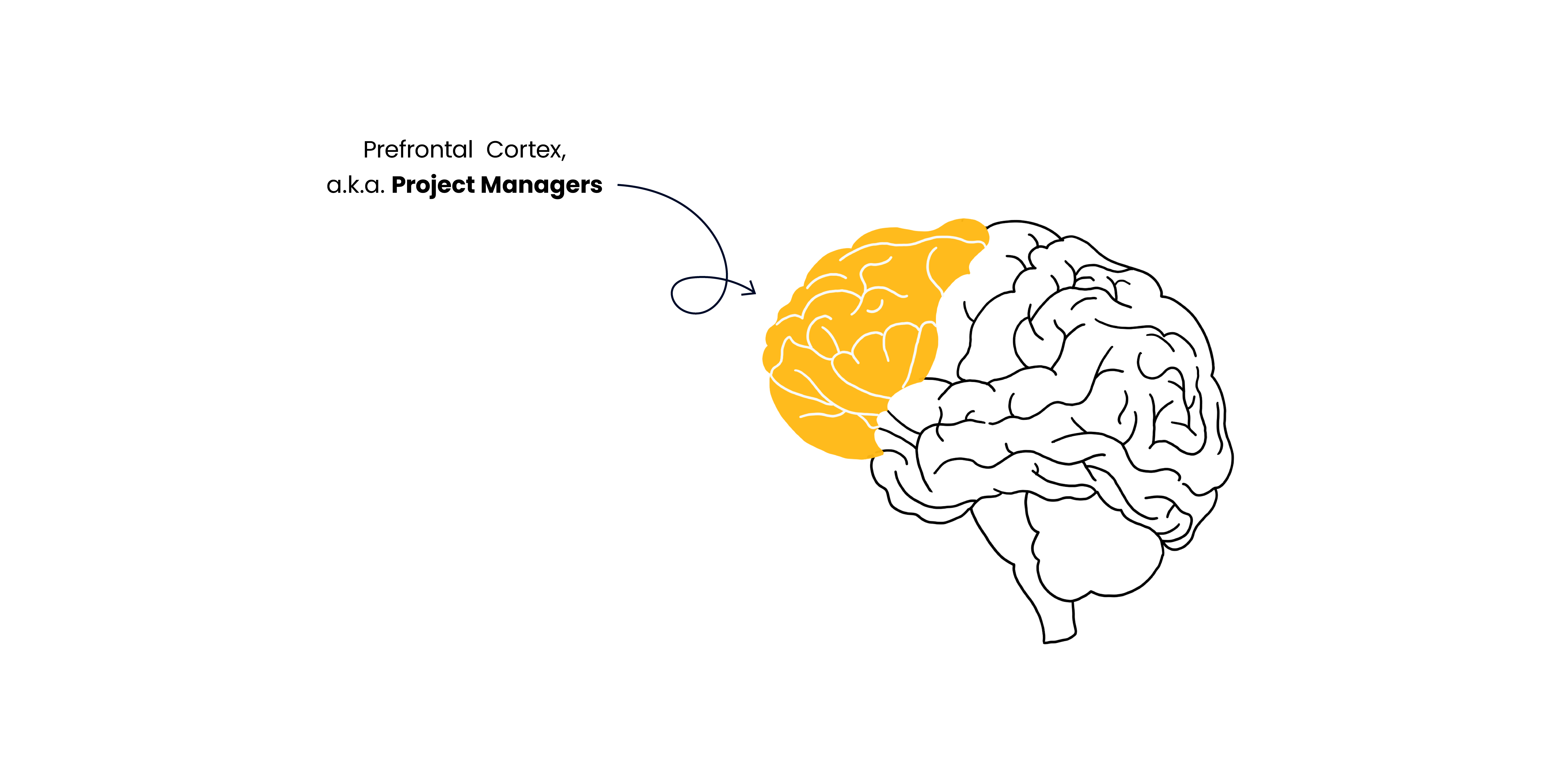 illustration of a brain with the prefrontal cortex highlighted and compared to project managers